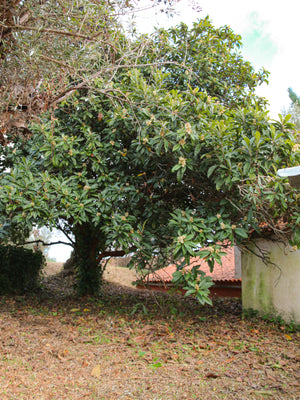 São Simão Pink House