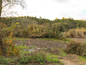 Amoreira Farm