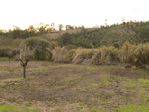 Amoreira Farm