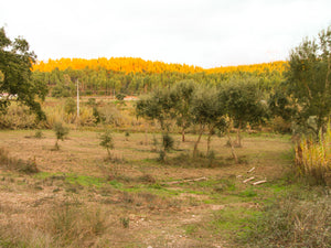 Amoreira Farm