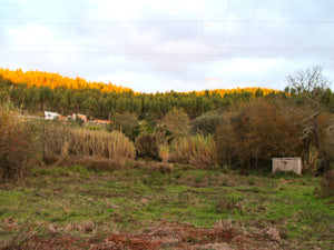 Amoreira Farm