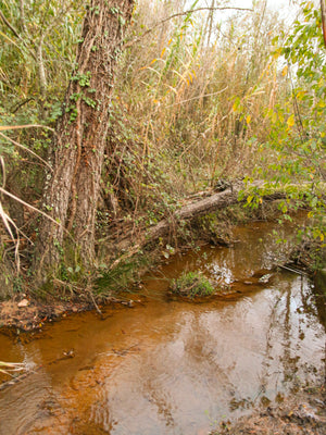 Amoreira Farm